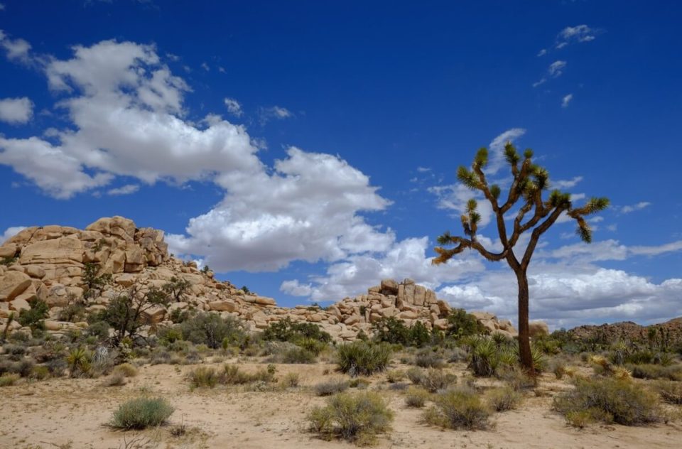 Wall Street Mill Mine & Abandoned Cars in Joshua Tree, CA