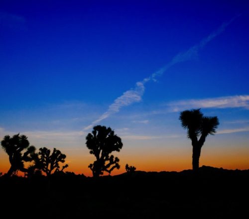 Sunset In Joshua Tree, CA